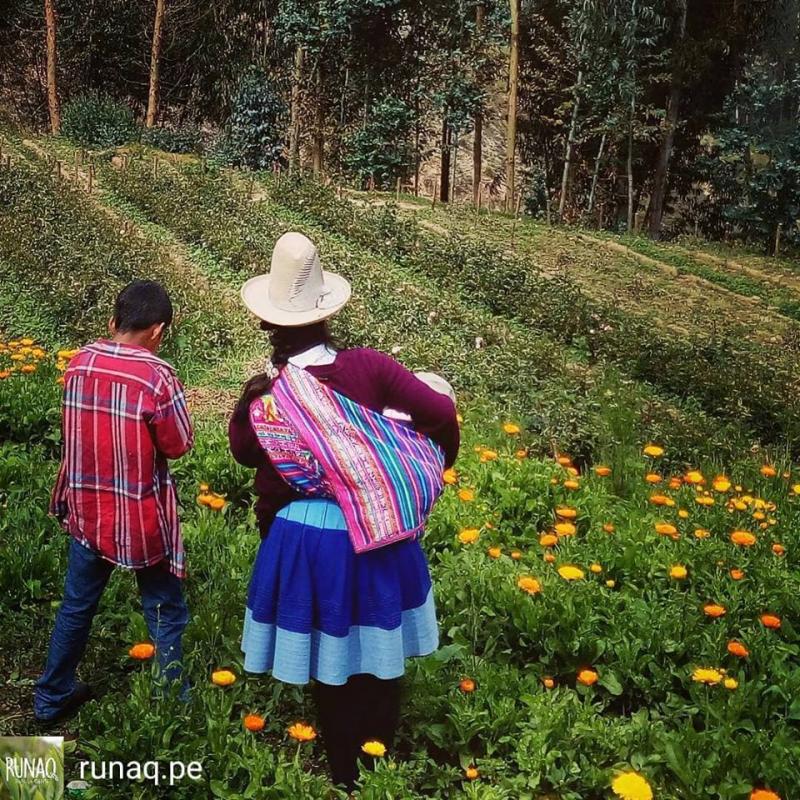 Grupo de madres agricultoras de Carhuaz encuentra en la caléndula una vía para generar sus propios ingresos