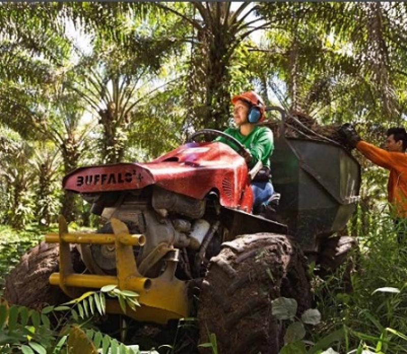 Grupo Palmas crea empleo y oportunidades para más de 6 mil trabajadores de San Martín y Loreto