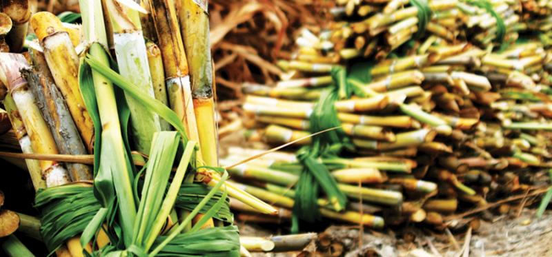 Hasta 600 toneladas de azúcar diarias producirá Agrolmos este año