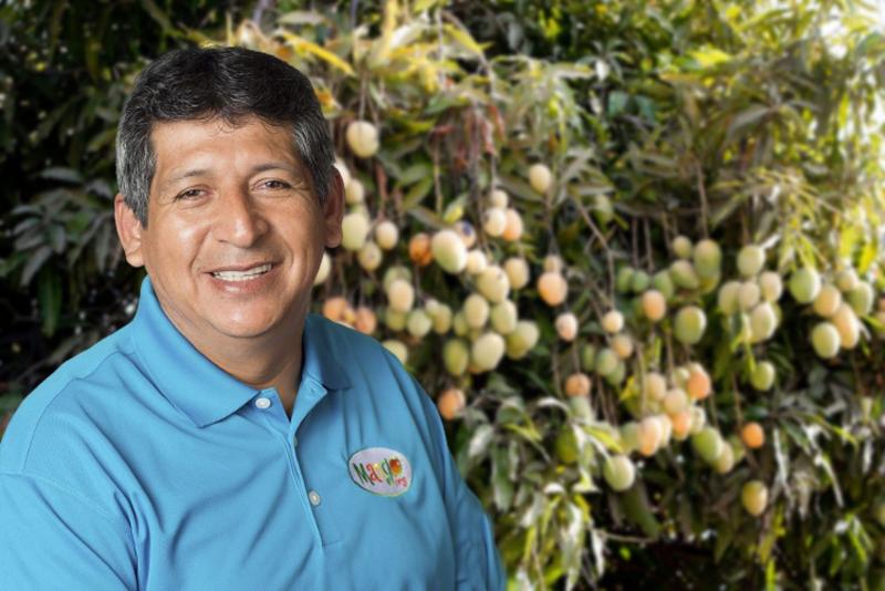 Hay mucha floración en mango, pero bajas temperaturas podrían generar caída de fruta