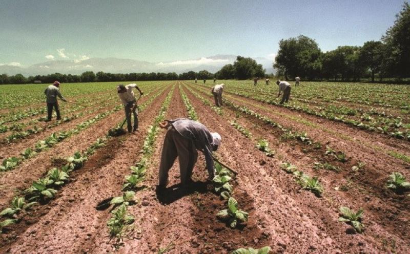 HAY PLENO EMPLEO EN ZONAS DE LA COSTA NORTE Y SUR DE PERÚ