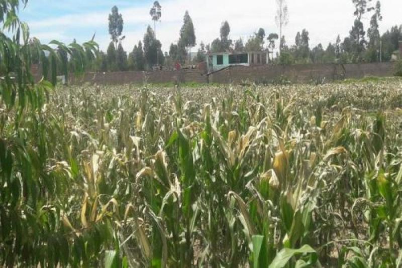 Heladas dañan más de 40 mil hectáreas de cultivos en sierra de Junín