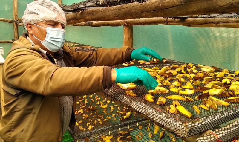 Hongos comestibles y los snacks saludables, oportunidades de negocio para el Perú