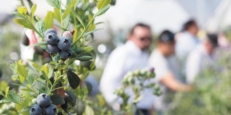 Hortifrut busca reforzar el manejo de áreas de arándano en Perú y Chile