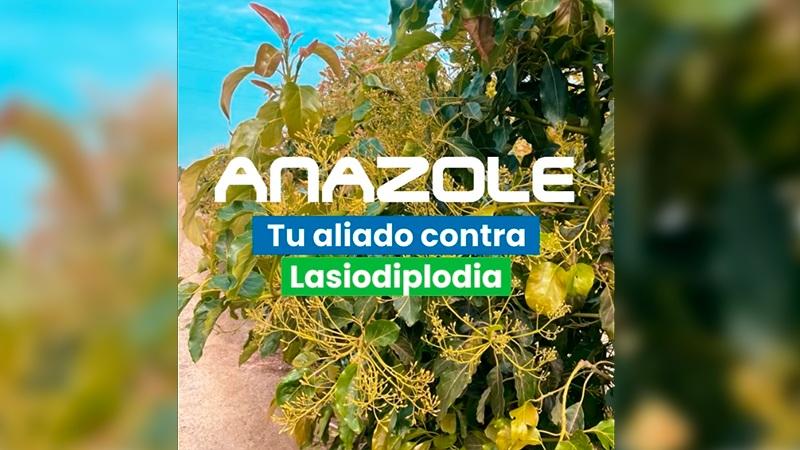 Hortus presenta Anazole 360 SL: La solución sistémica para combatir la muerte regresiva en cultivos de arándano, palto y vid