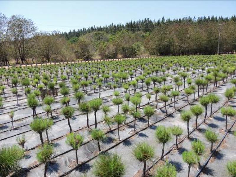 HOY PRESENTAN  INNOVACIONES FORESTALES DE LA REGIÓN ANDINA EN LIMA