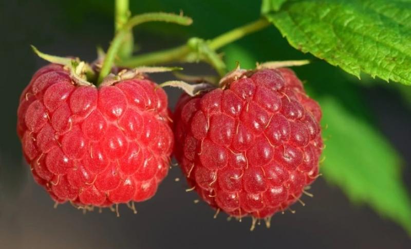 Huaral: agricultor apuesta por la frambuesa y logra precios de 30 soles el kilo