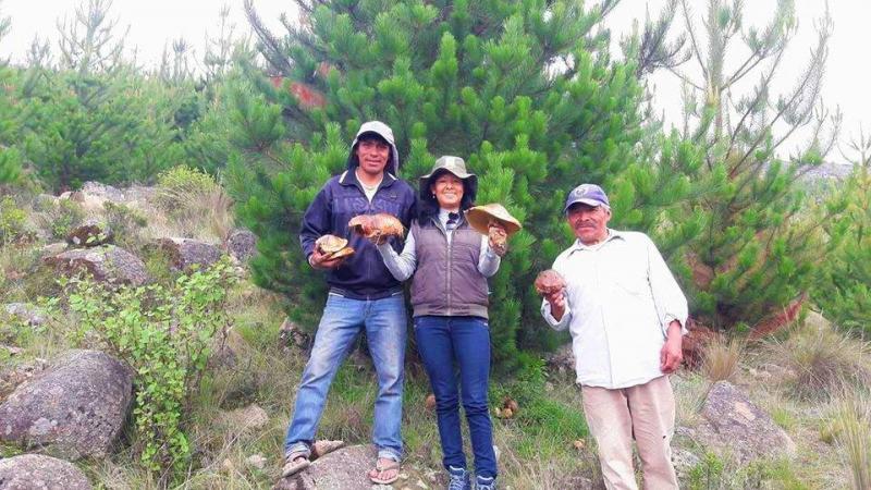 Ica: comienza producción de hongos comestibles en Chincha Alta