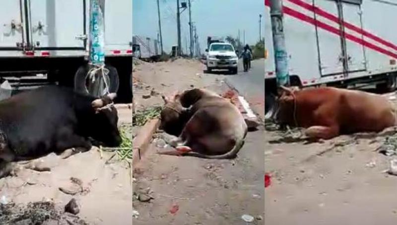 Ica: reportan que toros y vacas agonizan por hambre y sed por bloqueo