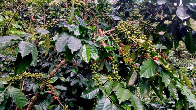 Identifican genotipos de café tolerantes a la roya amarilla y de alta calidad de taza