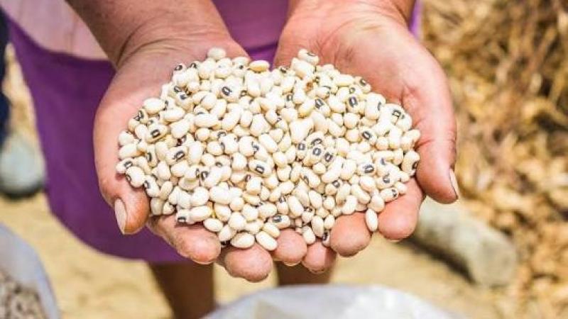 II Congreso Peruano de Semillas y Viveros reunirá al sector agrícola en Chiclayo