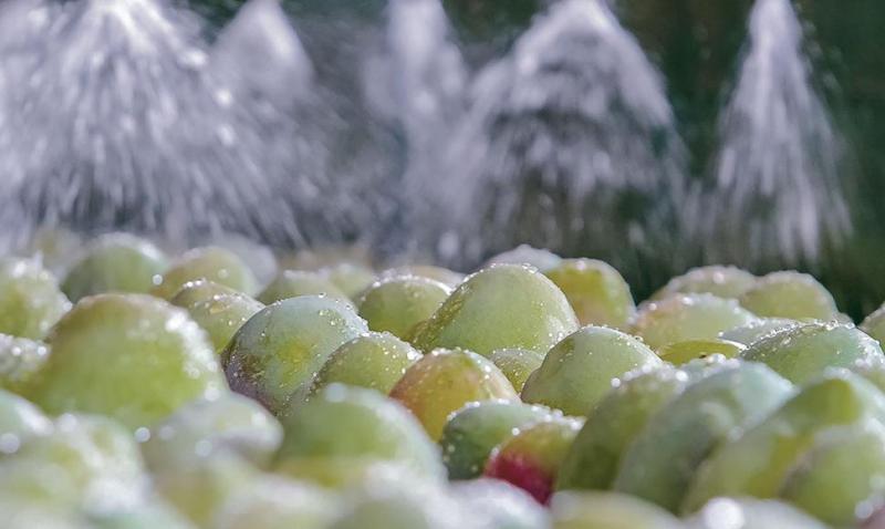 Implementarán cuatro plantas procesadoras para la exportación de mangos en Piura