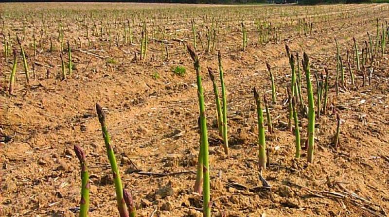 IMPORTACIÓN DE SEMILLAS DE ESPÁRRAGOS CRECIÓ MÁS DE 50% EN TRES AÑOS
