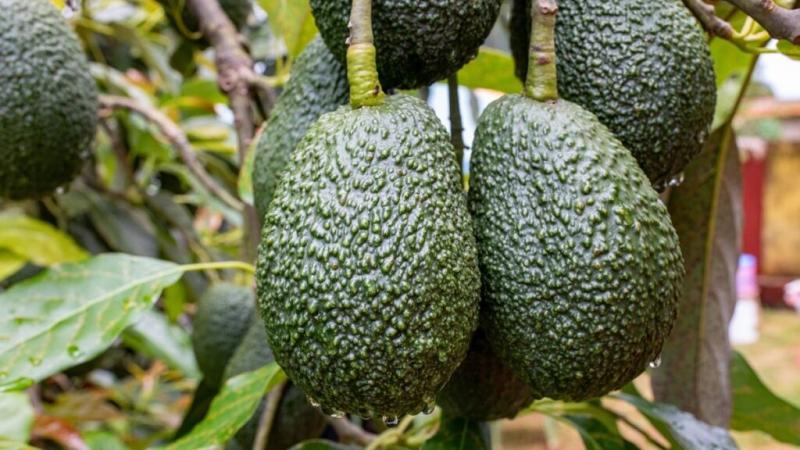 Importación estadounidense de palta peruana aumenta 75% en volumen durante primavera y verano