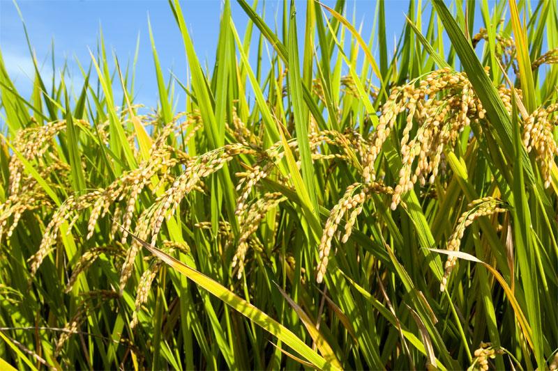 USDA: Producción mundial de arroz alcanzaría las 514.6 millones de toneladas en la campaña 2022/2023, mostrando un aumento de 0.3%