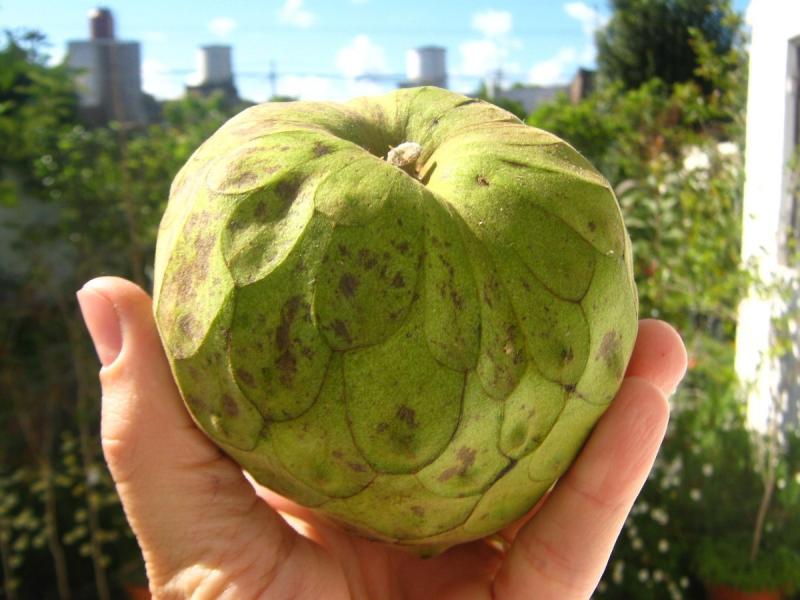 Importante incremento en la exportación de chirimoya y guanábana