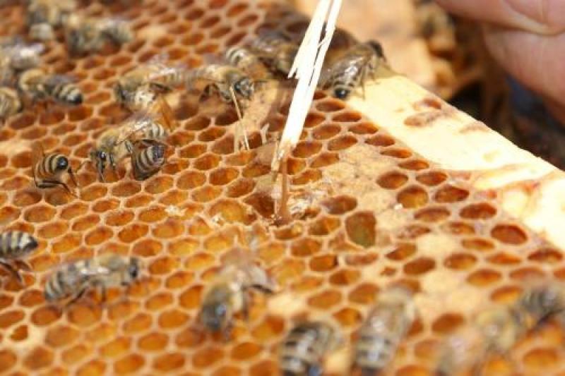 Importar abejas reinas de Chile pondría en riesgo sanidad apícola del país