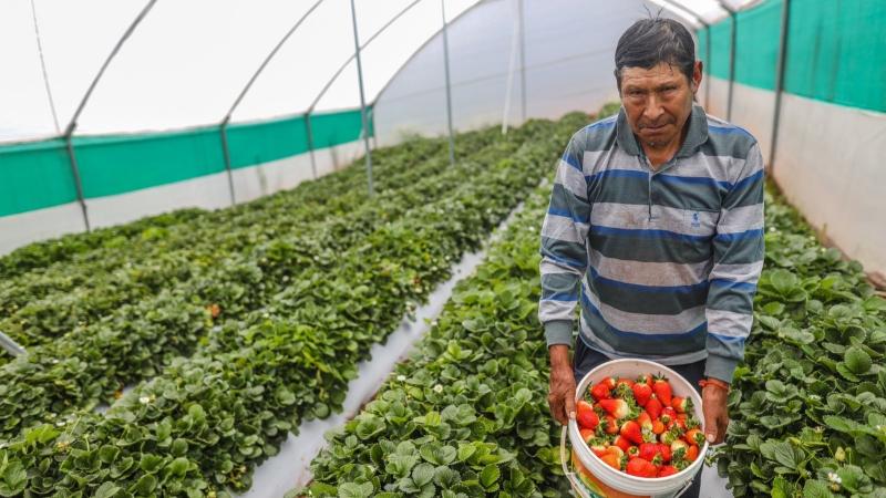 Impulsan el desarrollo de la agricultura familiar en Puno con proyecto “Fresas de Acora para el Mundo"