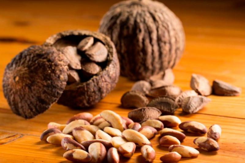 Inacal impulsa producción de castaña con calidad en la Amazonía