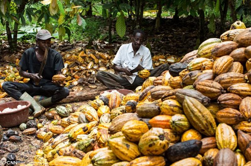 Incremento de producción africana de cacao afecta negativamente los precios internacionales