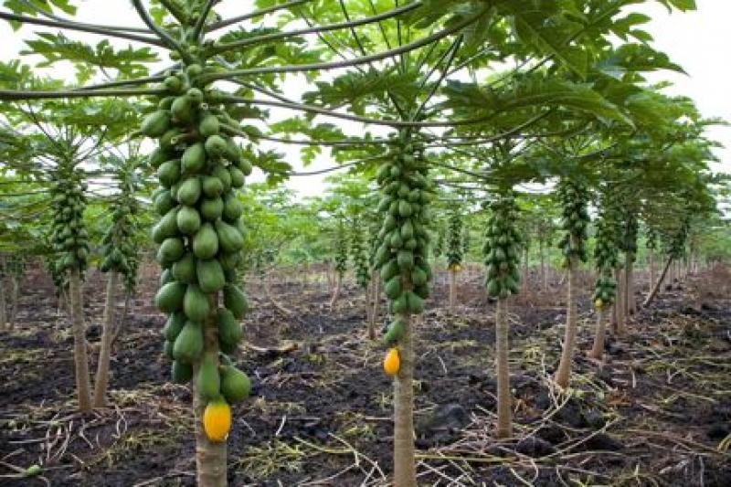 INDIA: DESARROLLAN PAPAYA RESISTENTE A ENFERMEDAD DE LA MANCHA ANULAR
