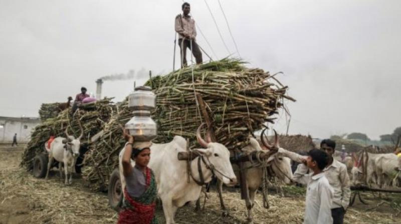 India desplazaría a Brasil como el mayor productor de azúcar del mundo