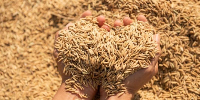 INEI: Producción nacional de arroz cáscara disminuyó 18.7% en agosto de 2025