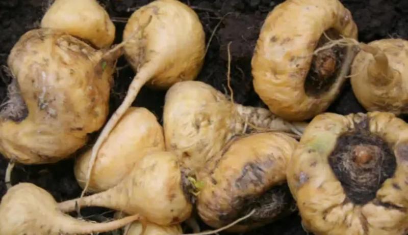 Ingemmet: Perú contará con geología de la maca en 2026