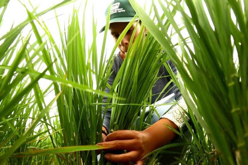 INIA aporta a la producción agropecuaria un valor de más de S/ 1,800 millones con innovación en ocho cultivos