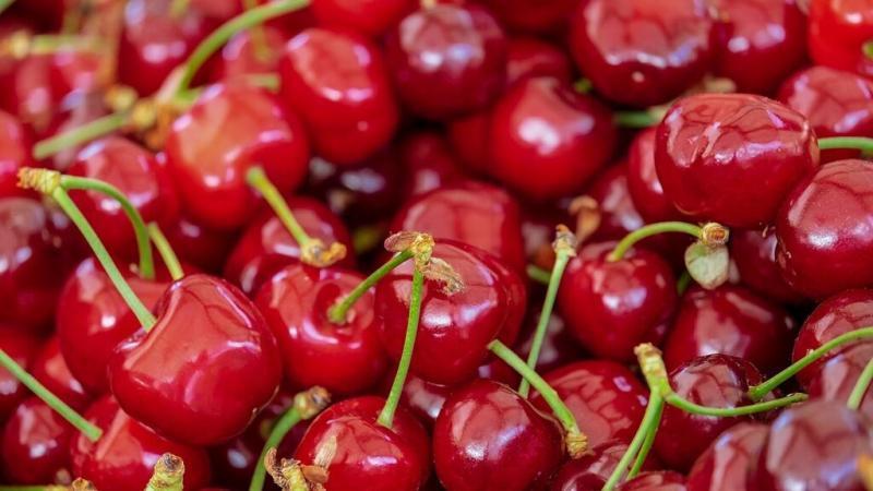 INIA busca producir entre 100 mil y 200 mil plantones de frambuesa en La Libertad