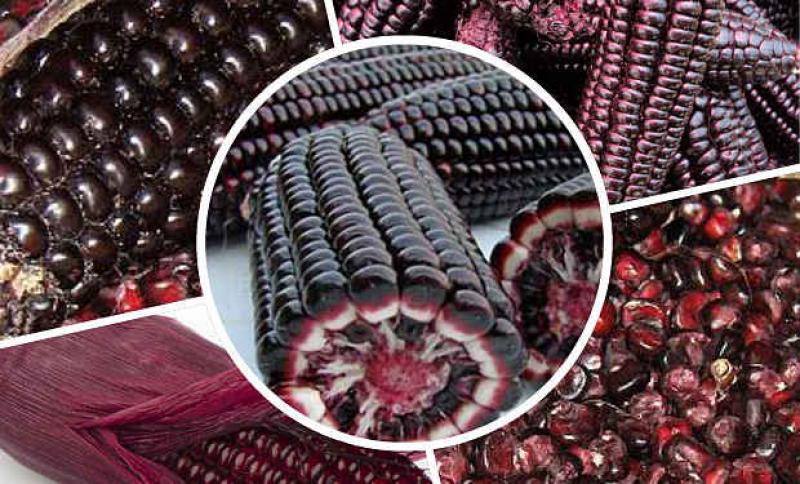 INIA desarrolla investigación en maíz morado con pigmento de poderosas propiedades medicinales