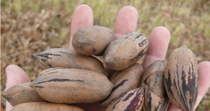 INIA DICTARÁ CURSO SOBRE PECANOS