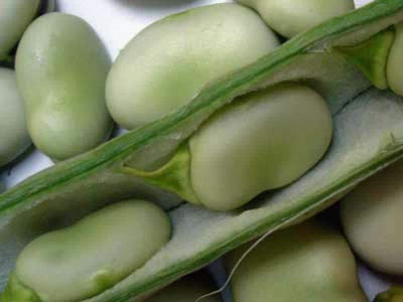 INIA ENTREGÓ BLANCA GIGANTE YUNGUYO A PUNO