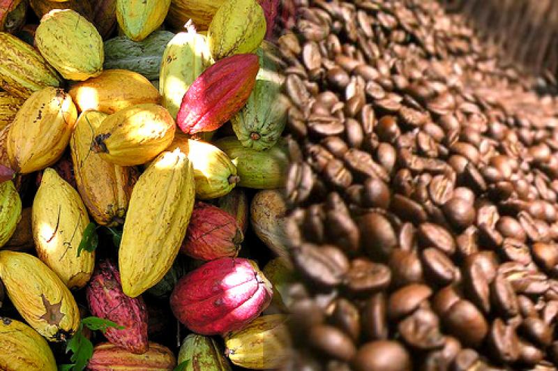 INIA es autorizado como Centro Certificador Laboral de Café y Cacao