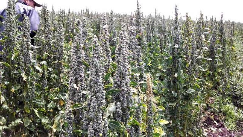 INIA GENERÓ 14 NUEVAS VARIEDADES DE CULTIVOS EN EL ÚLTIMO QUINQUENIO