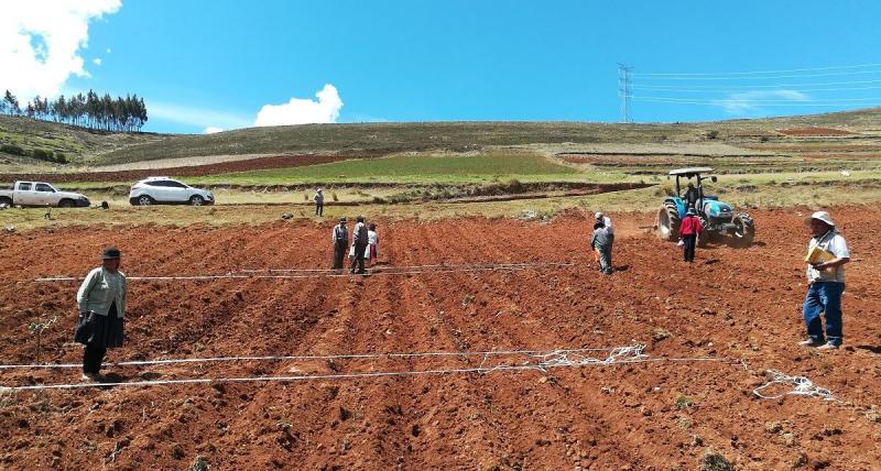INIA instala parcela demostrativa para capacitar a agricultores de Ñahuimpuquio en manejo de la quinua