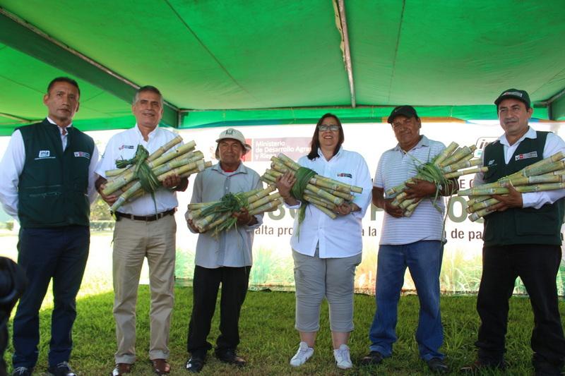 INIA libera nueva variedad de caña de azúcar con alta calidad genética