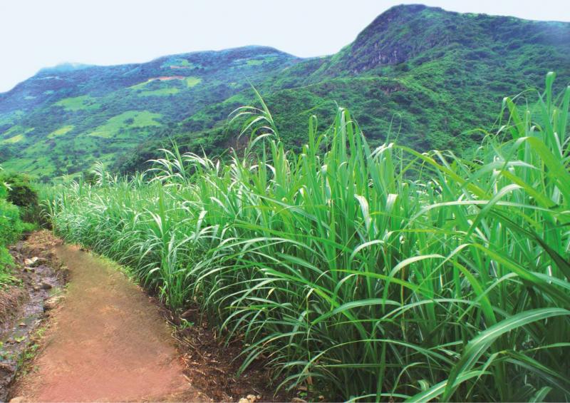 INIA libera nueva variedad de caña de azúcar y una línea de cuy con alto valor genético