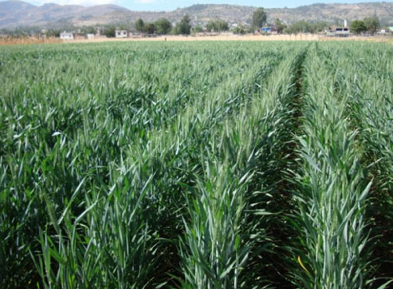 INIA LIBERARÁ NUEVA VARIEDAD DE TRIGO CON ALTO PORCENTAJE DE PROTEÍNA