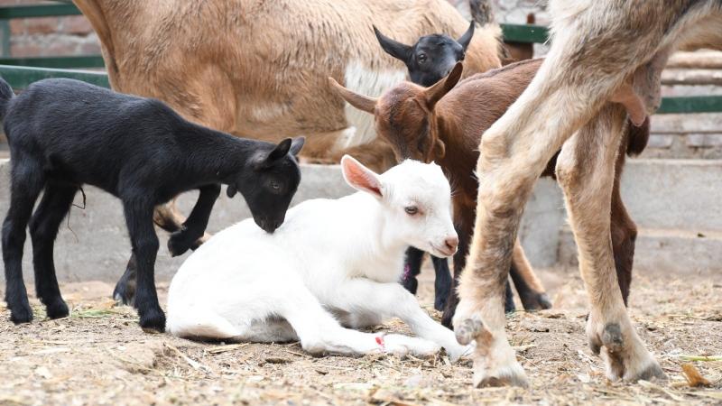 INIA logra nacimiento de 11 crías de cabras puras con buena producción láctea en Huaral