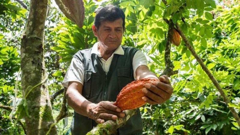INIA promueve técnicas orgánicas para mejorar la fertilidad de suelos en cultivo de cacao