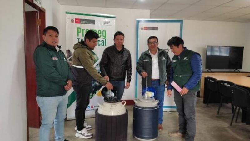 INIA transfiere pajillas con alto valor genético para mejorar calidad de la actividad ganadera en Amazonas