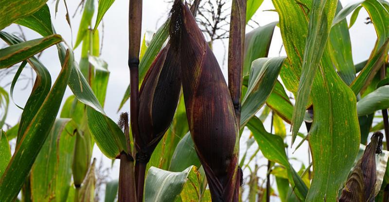 INIA y Gore Cajamarca realizarán encuentro de productores maiceros, profesionales e investigadores