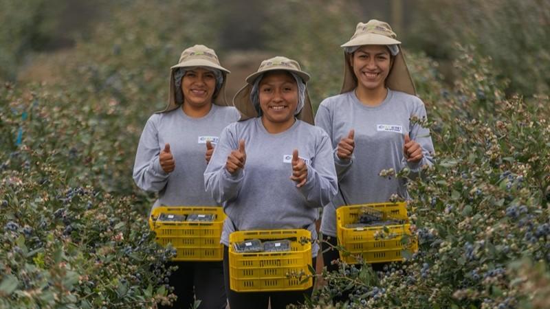 Inka’s Berries quiere llegar a las 1.000 hectáreas de arándanos para el 2030