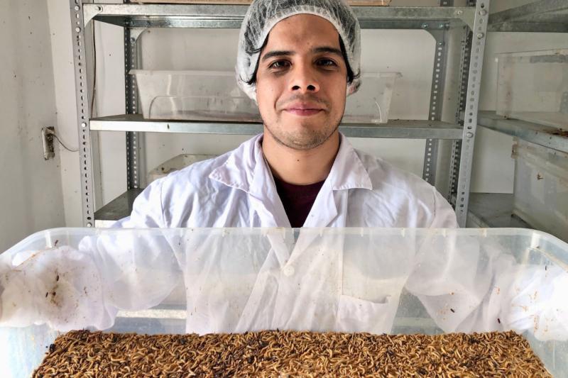 Insectos son nueva fuente de proteína sostenible