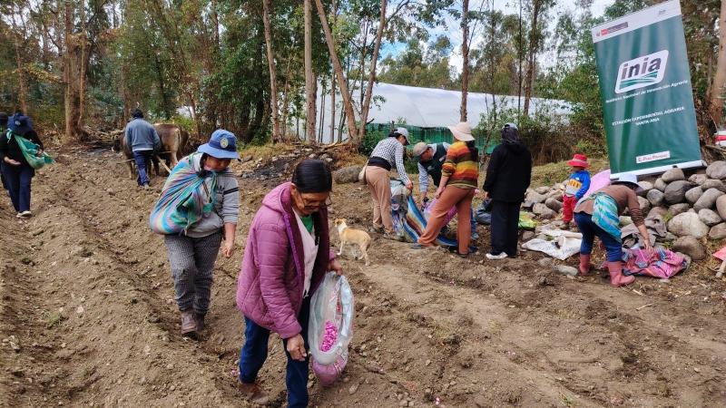 Instalan parcela demostrativa para elevar semillas de alta calidad de maíz amiláceo