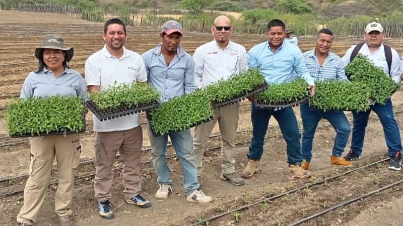Instalan parcela piloto para producción de estevia en Piura