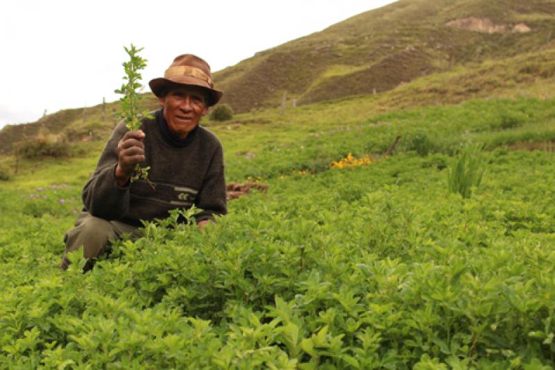 Instalarán más de 25 mil hectáreas de pastos cultivados en Puno