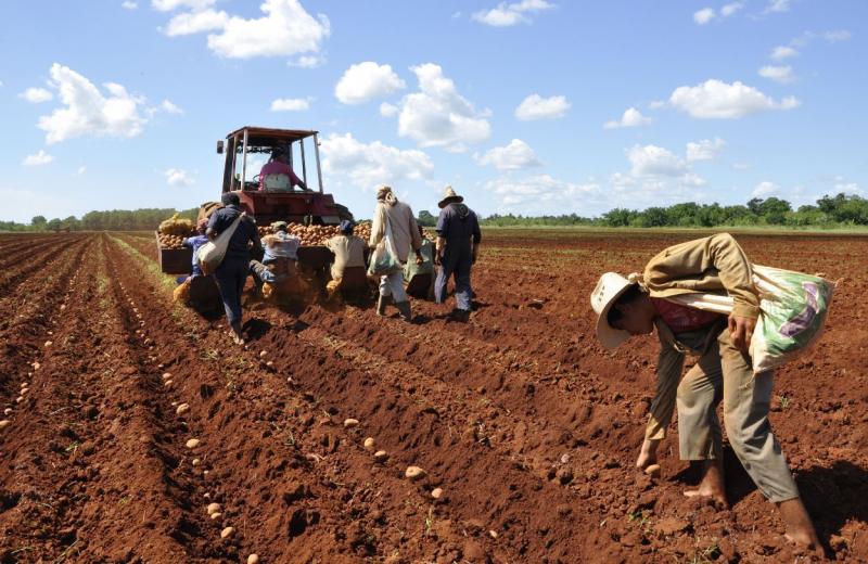 Intenciones de siembras para la campaña agrícola 2019-2020 ascienden a 97.185 hectareas