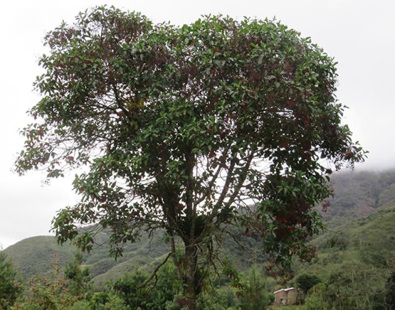 Inventario Nacional Forestal y de Fauna Silvestre registró pocos ejemplares de quina en bosques  naturales